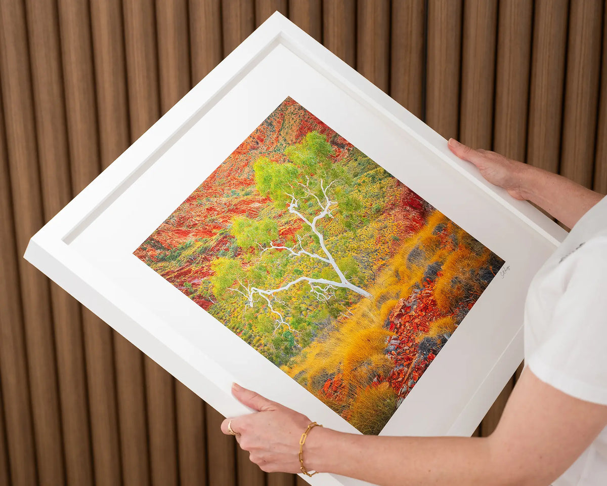 Branches Of Life.  Ghost gum Northern Territory, hand held artwork 60cm with white frame.