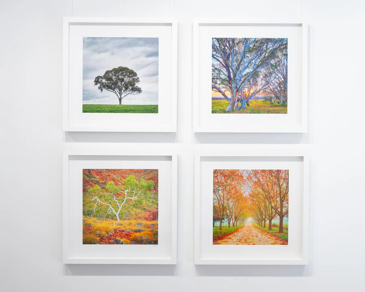 Branches Of Life. Ghost gum ,Northern Territory, with white frame on gallery wall with more tree artwork.