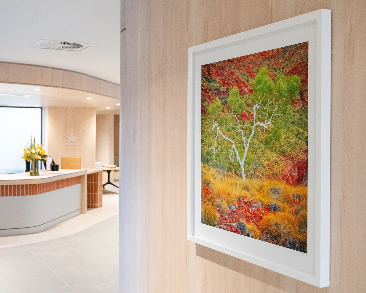 Branches Of Life. Ghost gum Northern Territory, with white frame on wooden wall in commercial space.