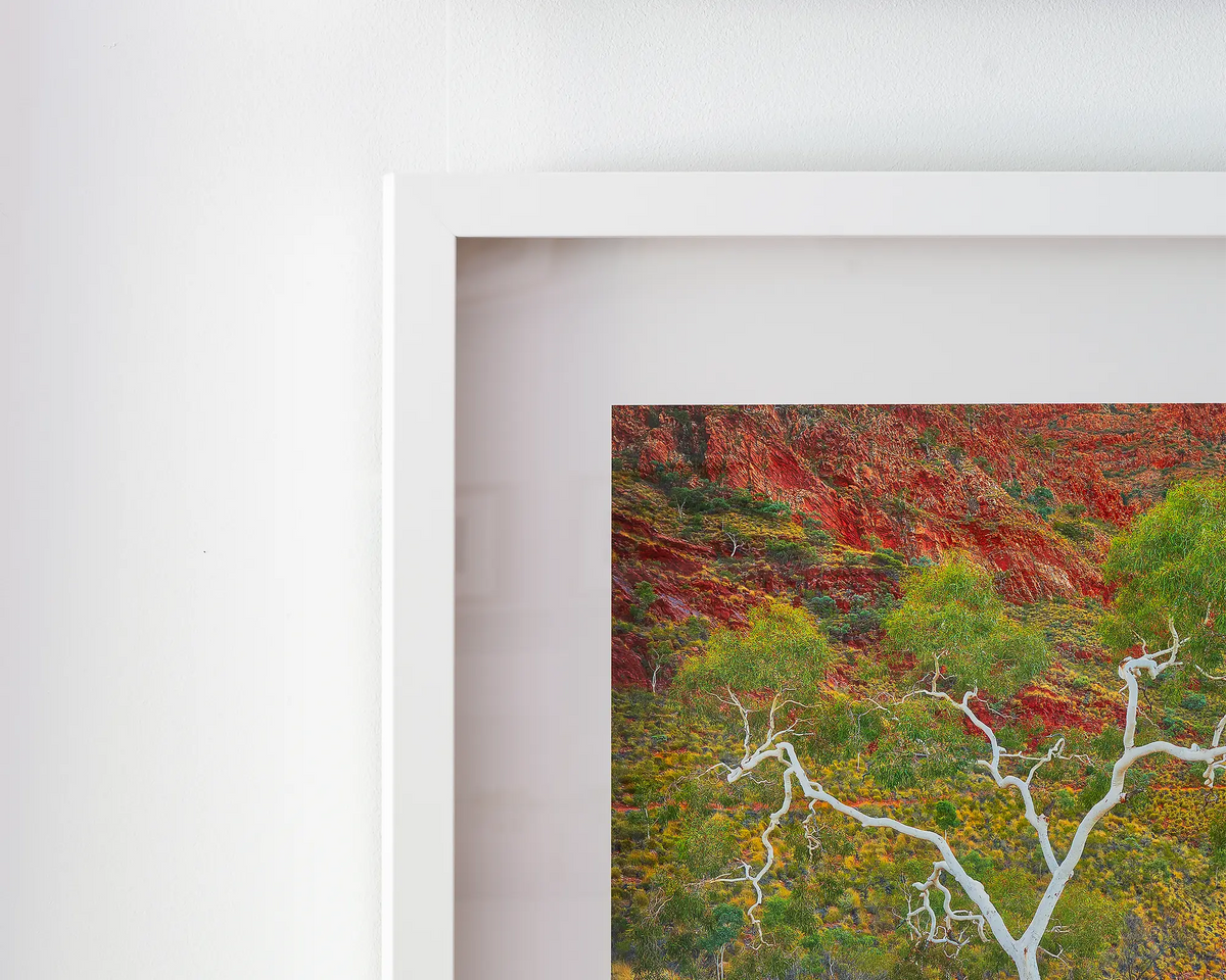 Branches Of Life - Ghost Gum outback wall art - framed with white frame.