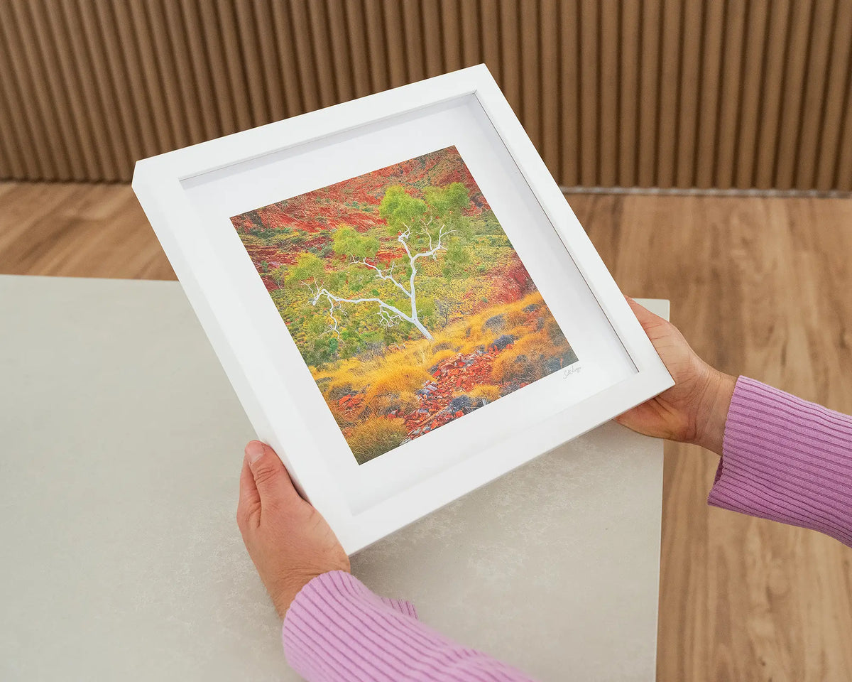 Branches Of Life. Small print with white frame of a single ghost gum, Northern Territory, held in hands.