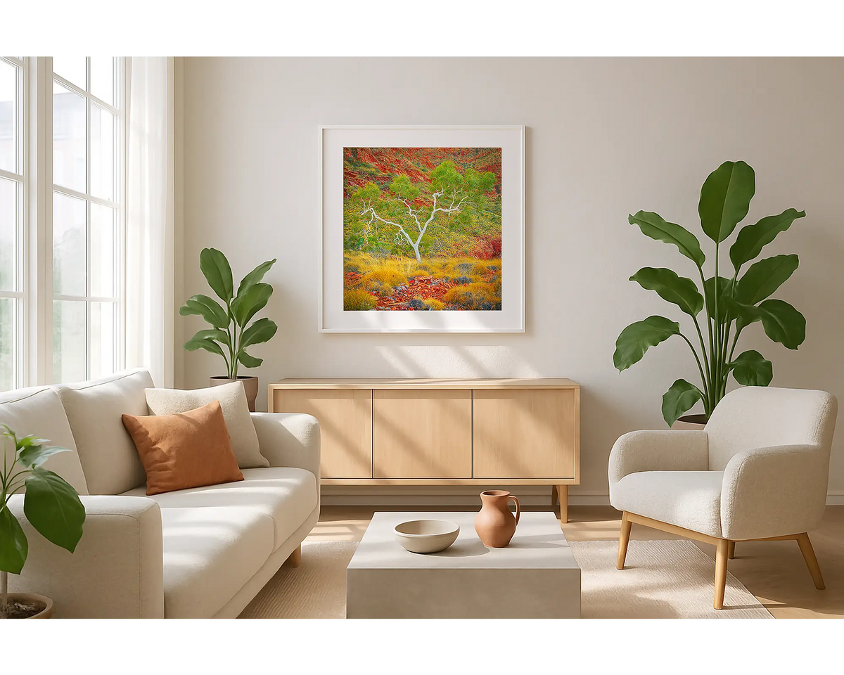 Branches of Life. Wall art print of a ghost gum, with a white frame hung in a sunlit lounge room. 