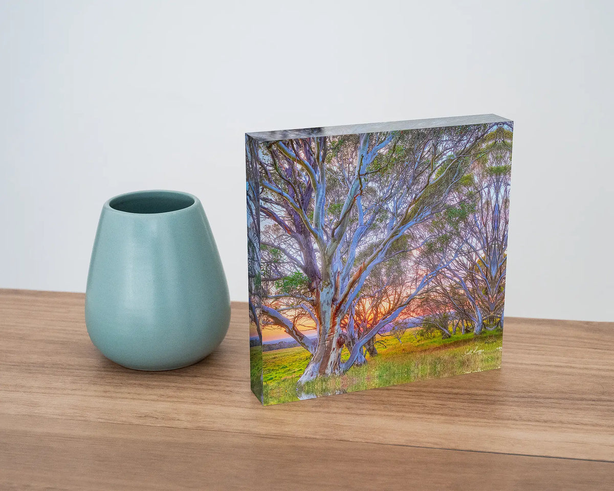 Branching Out. Acrylic block of high country snow gums, styled on a desk with  a small vase.