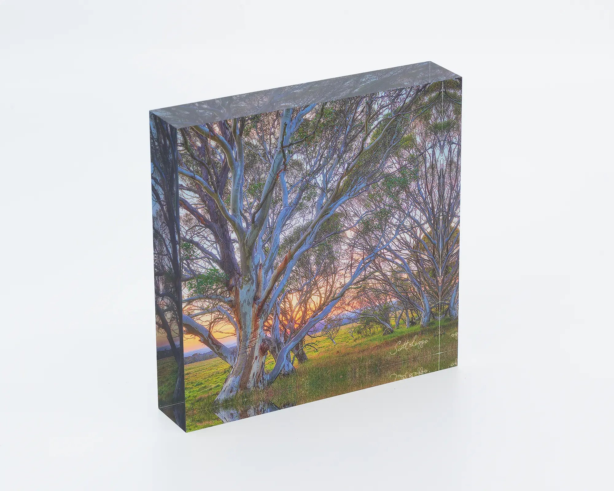Branching Out acrylic block - snow gum Australian High Country artwork.