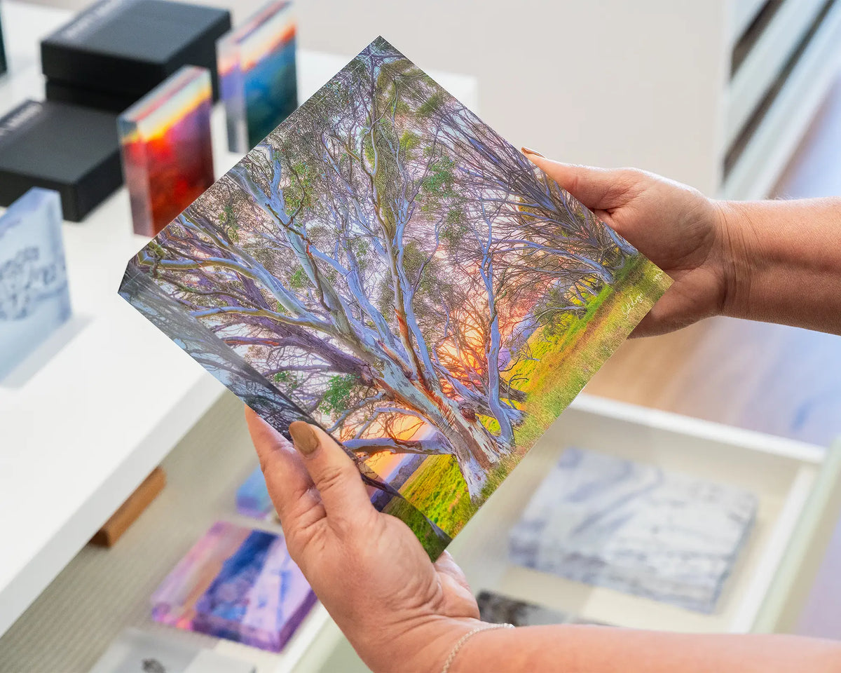 Branching Out. Acrylic block of a sunrise through snow gums, being hand held.