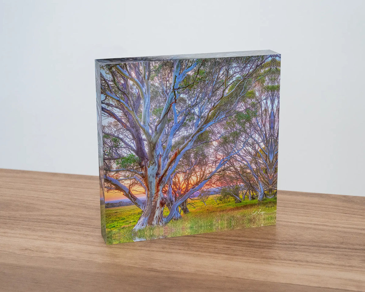 Branching Out. Acrylic block of a sunrise through snow gums, sitting on a desk.