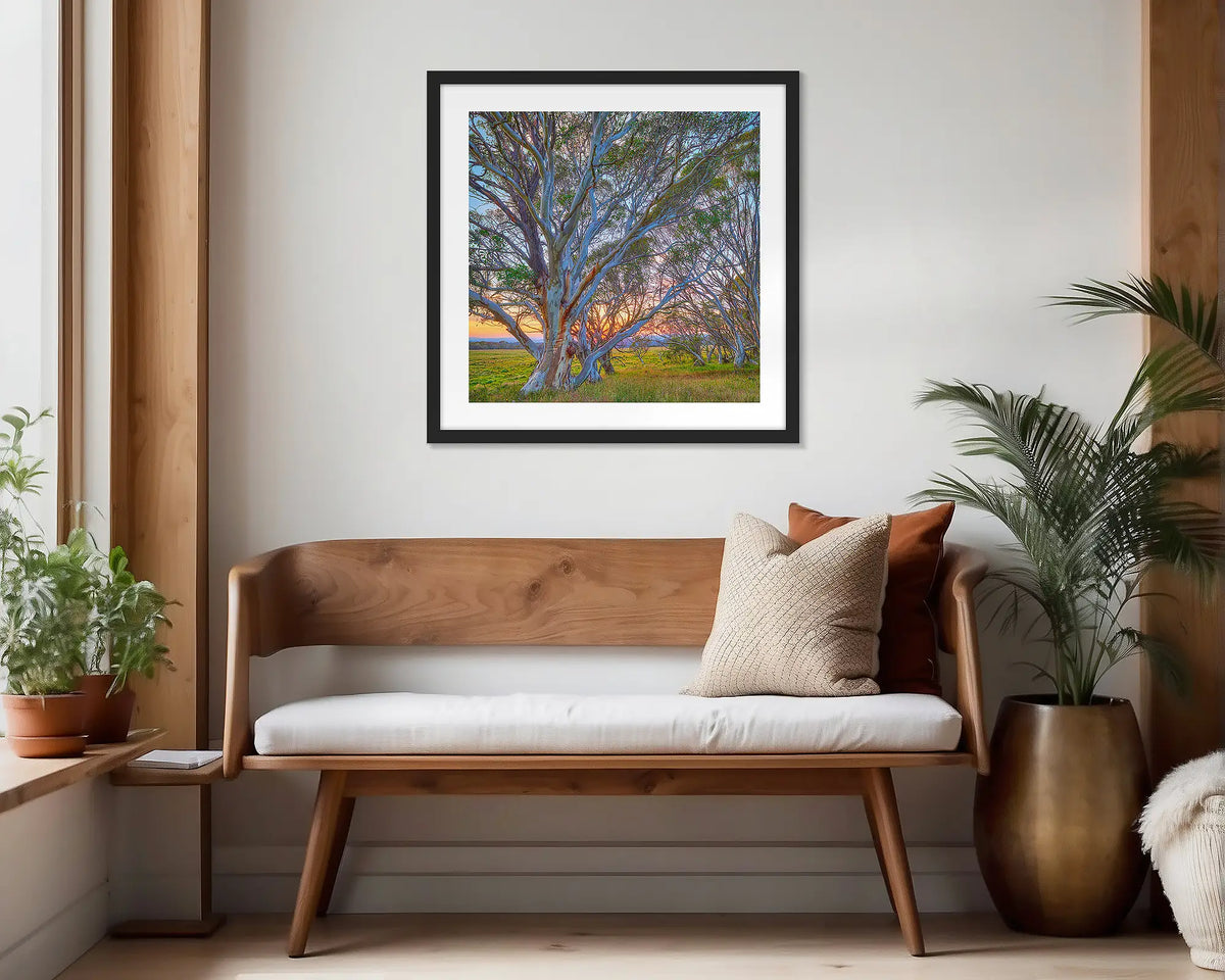 Branching Out. Black framed, snow gum wall art print, hung in a scandi-themed waiting area. 