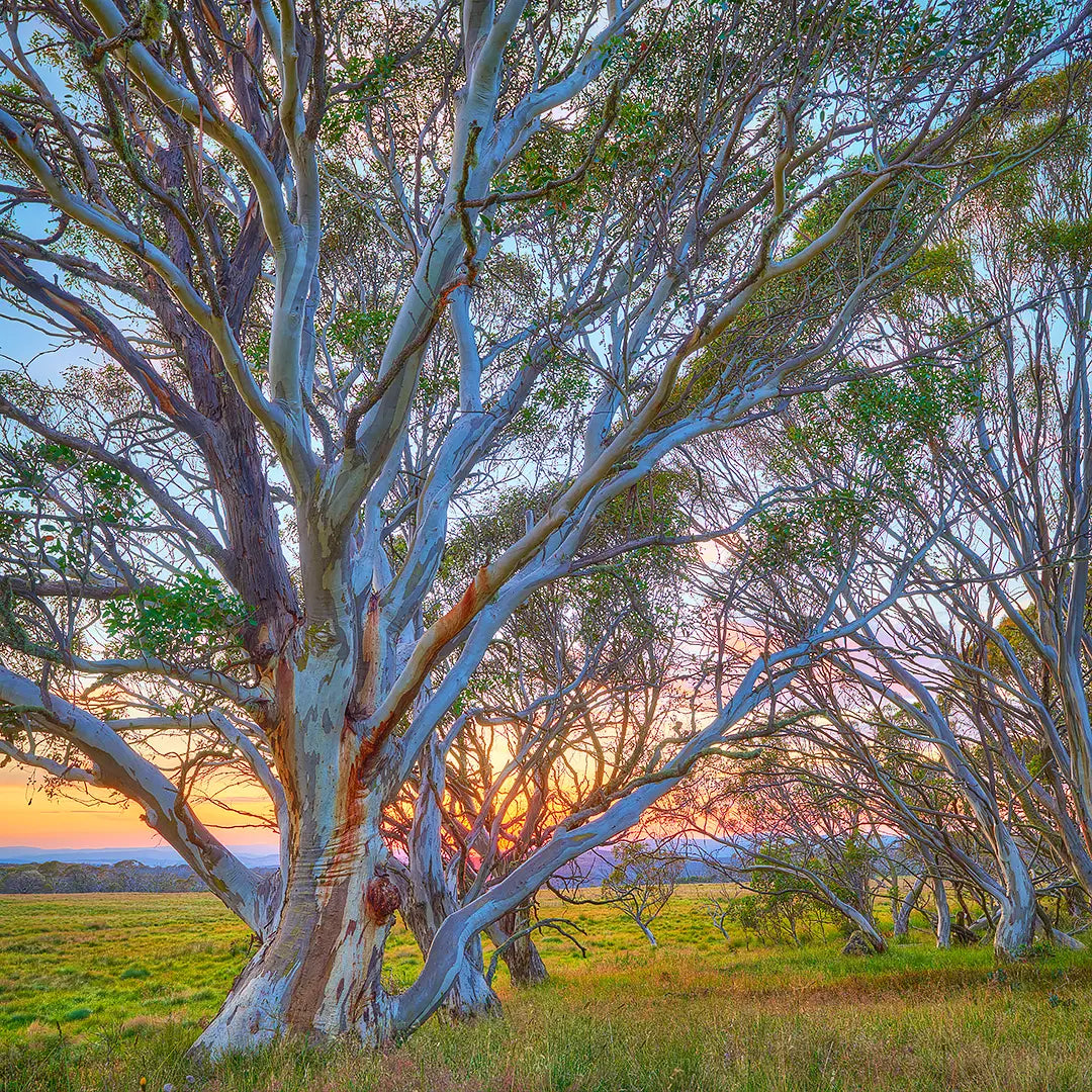 Branching Out - Snow Gum at sunrise, Alpine National Park, Victoria