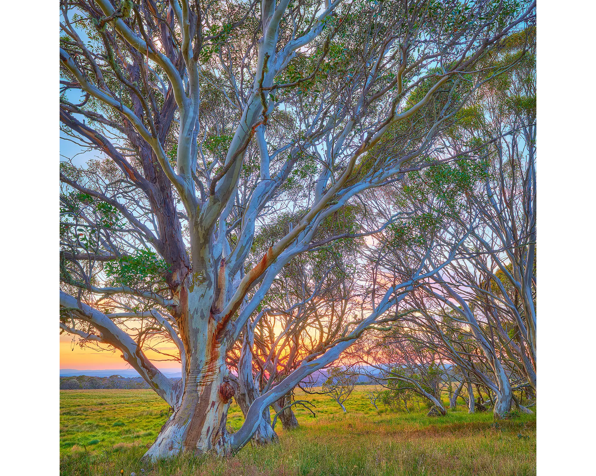 Snow gums at sunrise in the Alpine National Park, Victoria. 