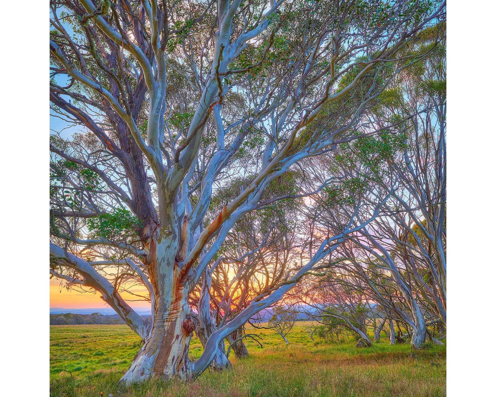 Branching Out acrylic block - snow gum Australian High Country artwork.