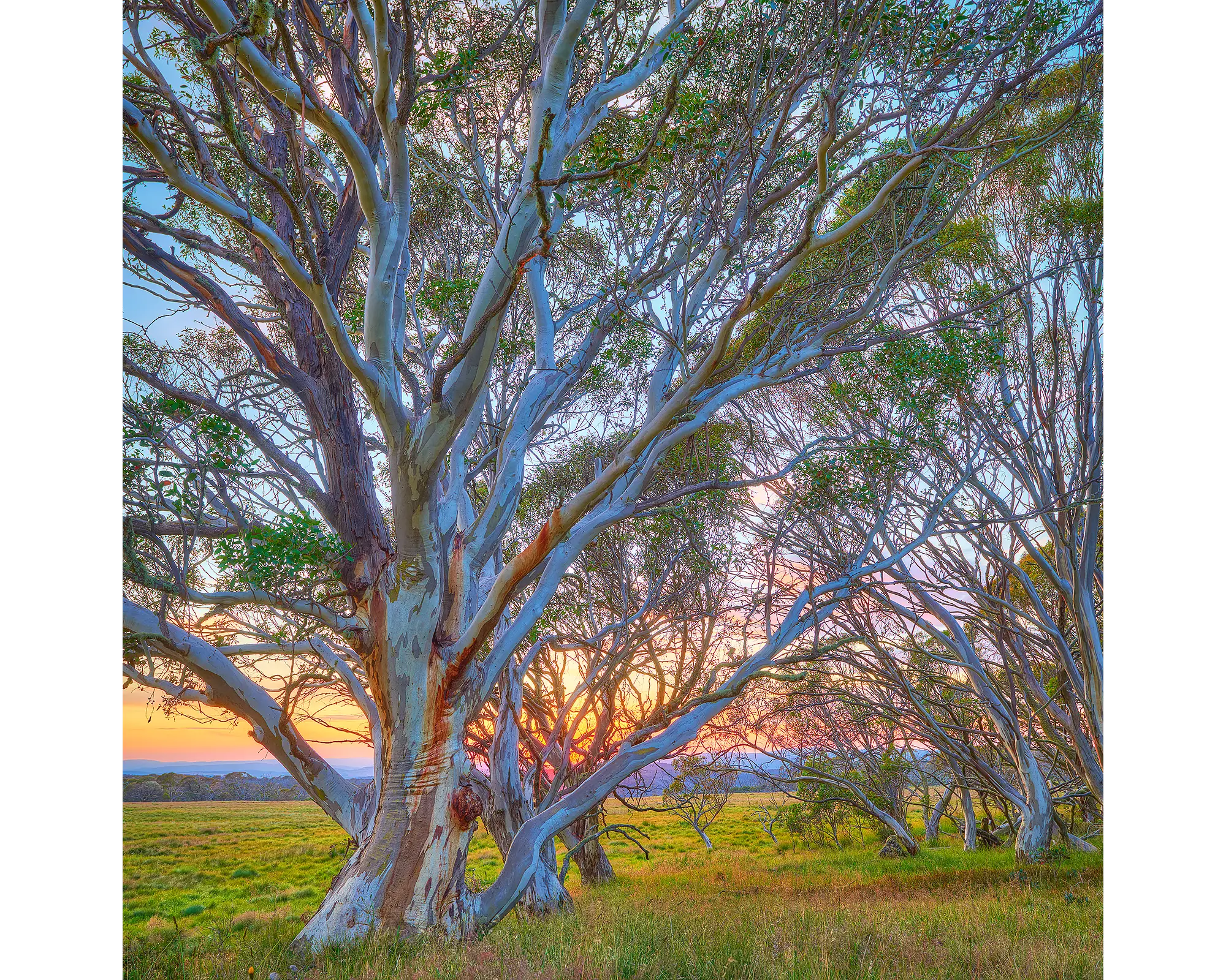 Branching Out. Snow gum with sun rising behind. Alpine National Park, Victoria, Australia.