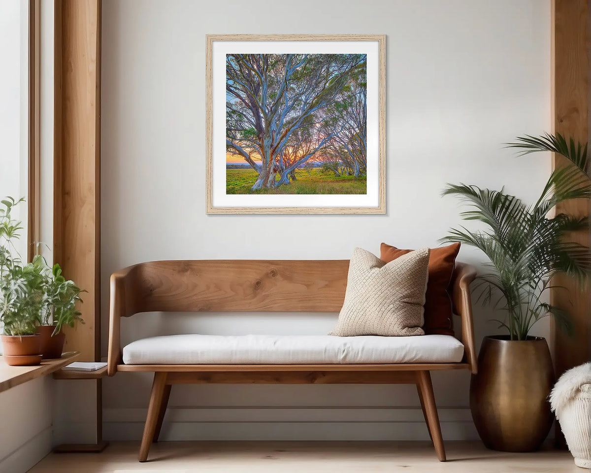 Branching Out. Timber framed, snow gum wall art print, hung in a scandi-themed waiting area. 