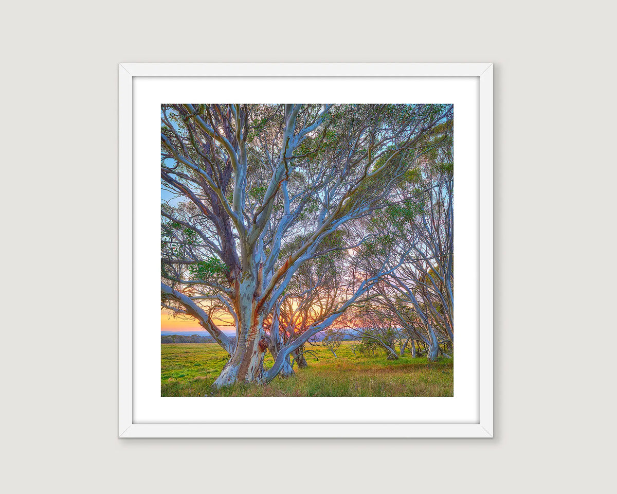 Framed photograph of snow gums and a sunset in the Victorian high country. 