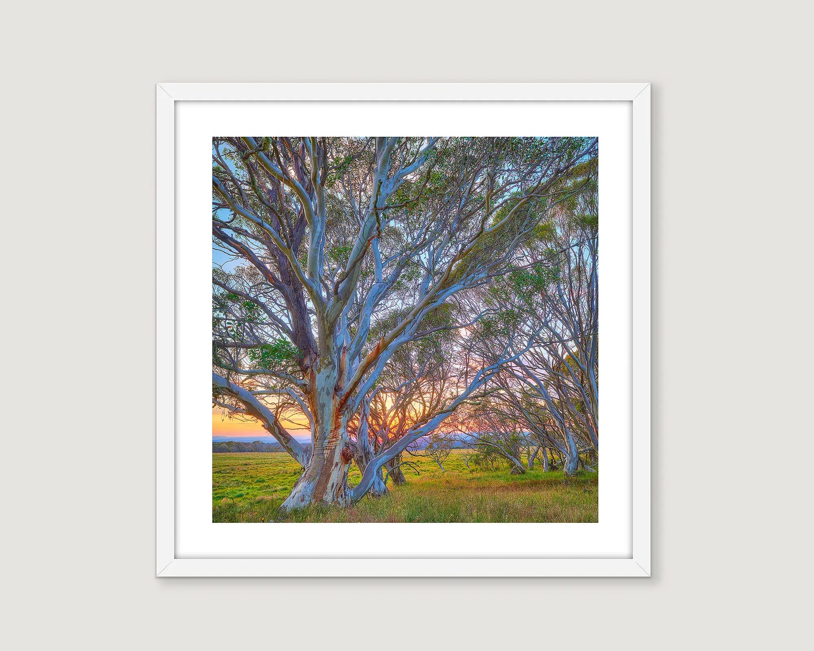 Framed photograph of snow gums and a sunset in the Victorian high country. 