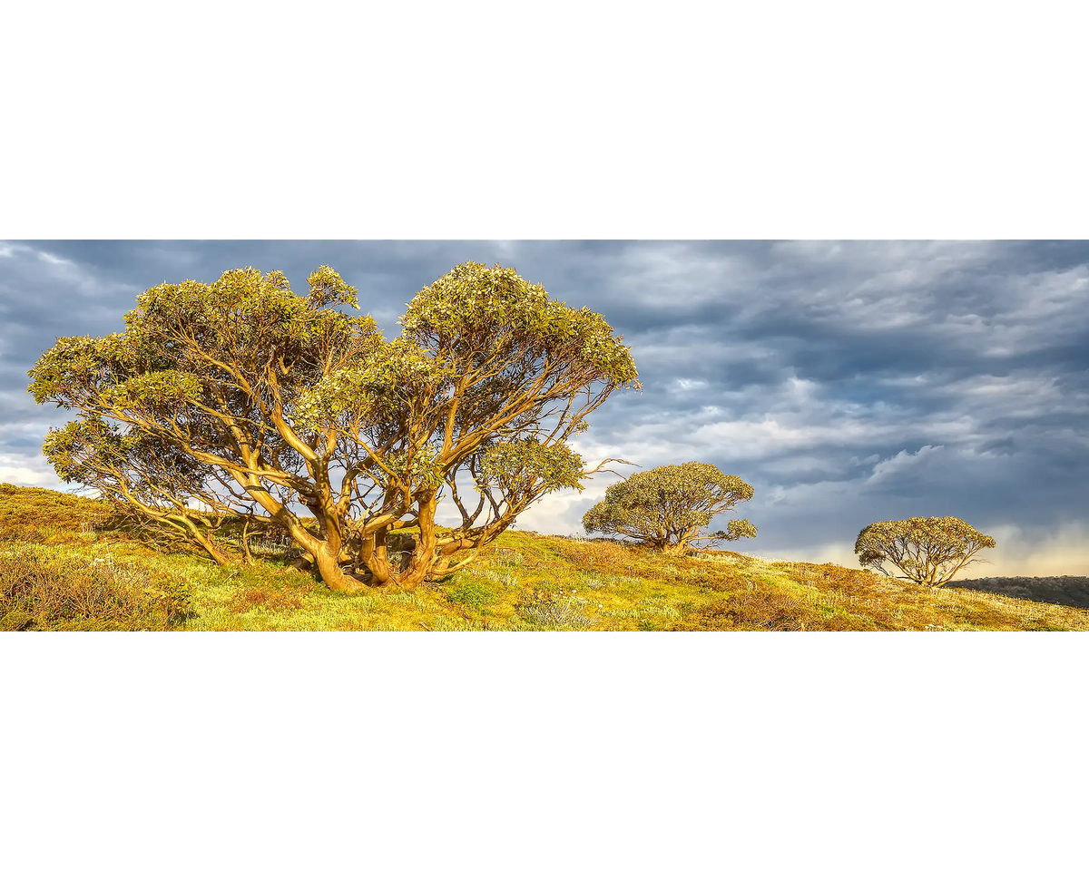 Snow gums in summertime at Mount Hotham, Alpine National Park. 