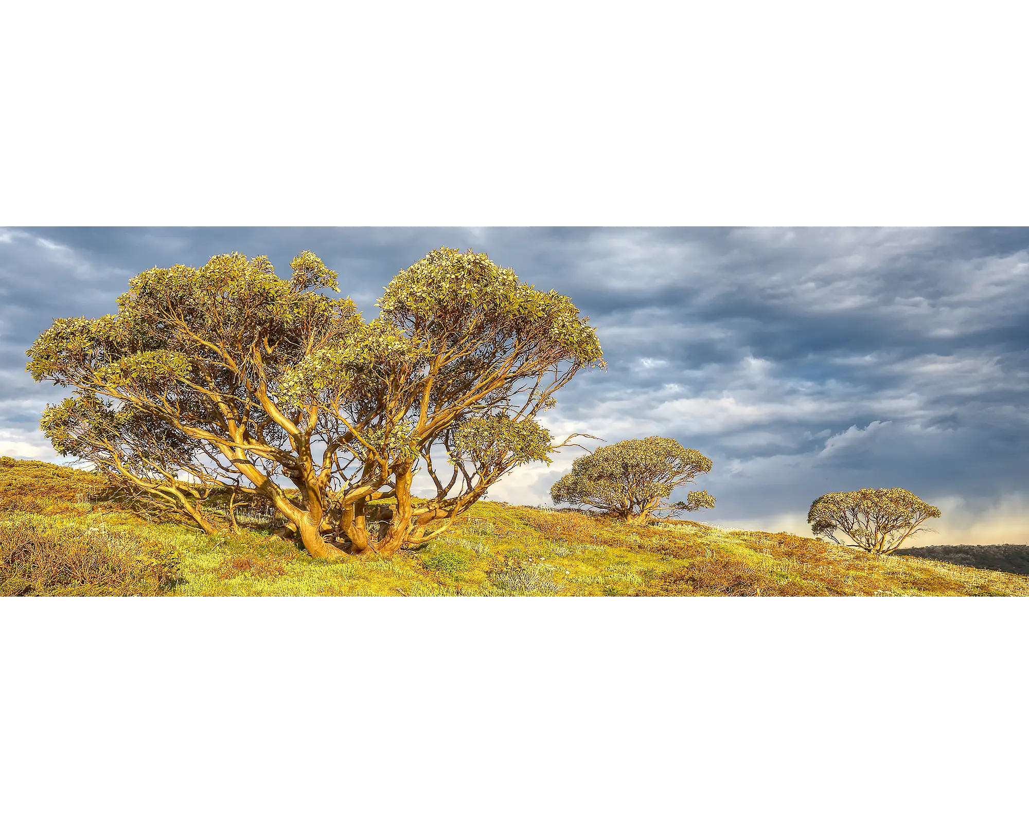 Snow gums in summertime at Mount Hotham, Alpine National Park. 