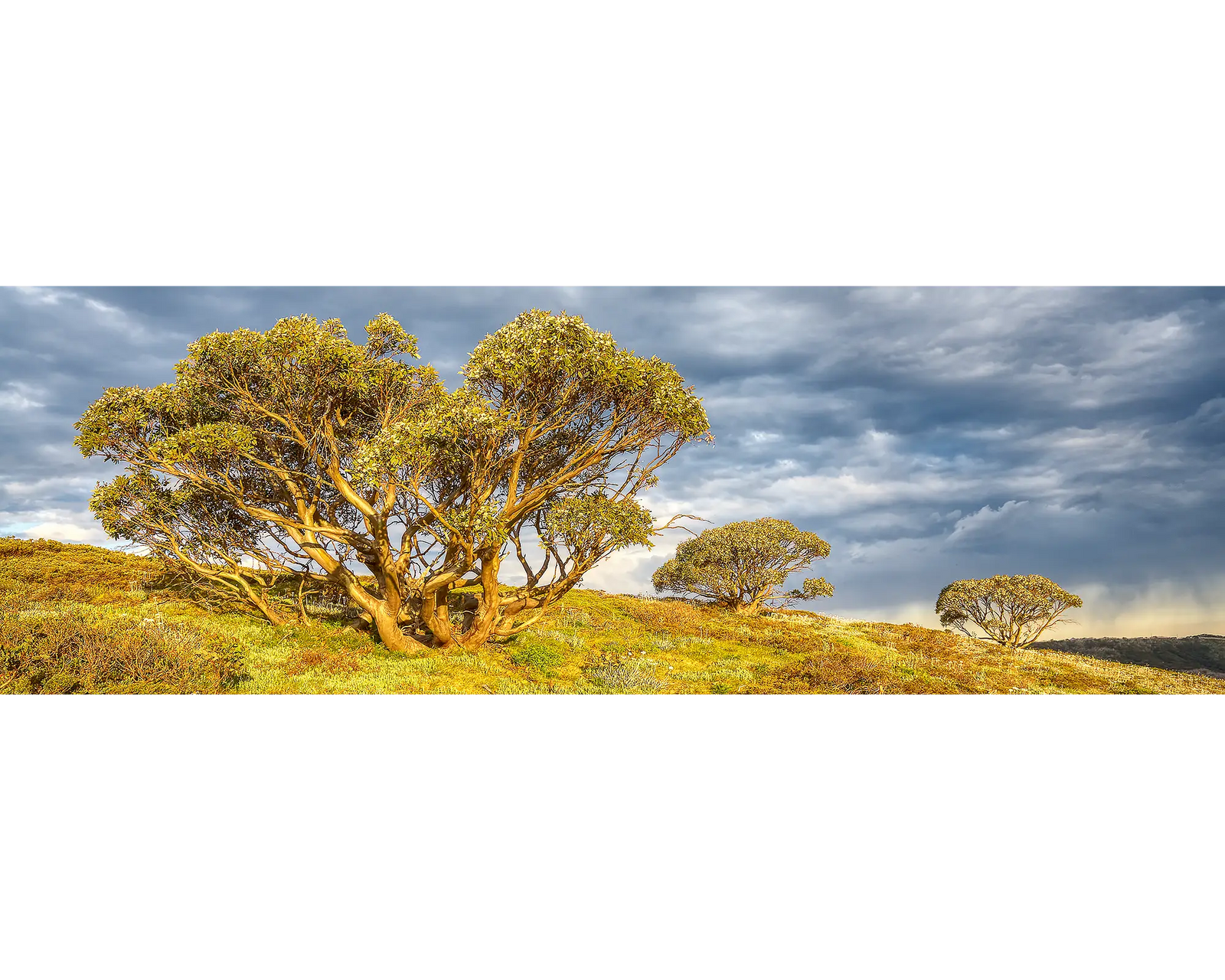 Braving the Elements - Summer. Snow gums, Mount Hotham, Alpine National Park, Victoria, Australia.