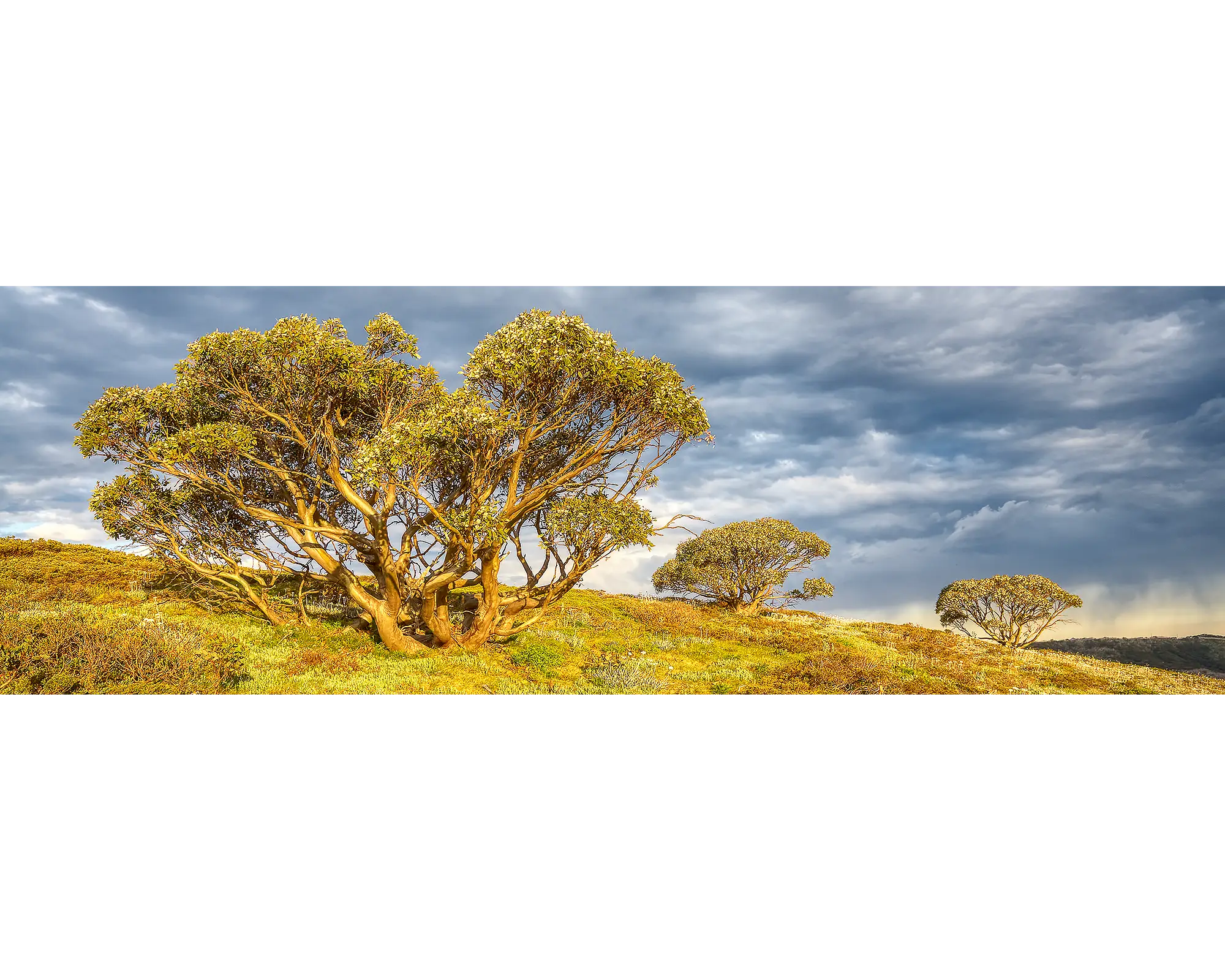 Braving The Elements - summer snow gums, Mount Hotham, Alpine Nationa Park, Victoria, Australia.