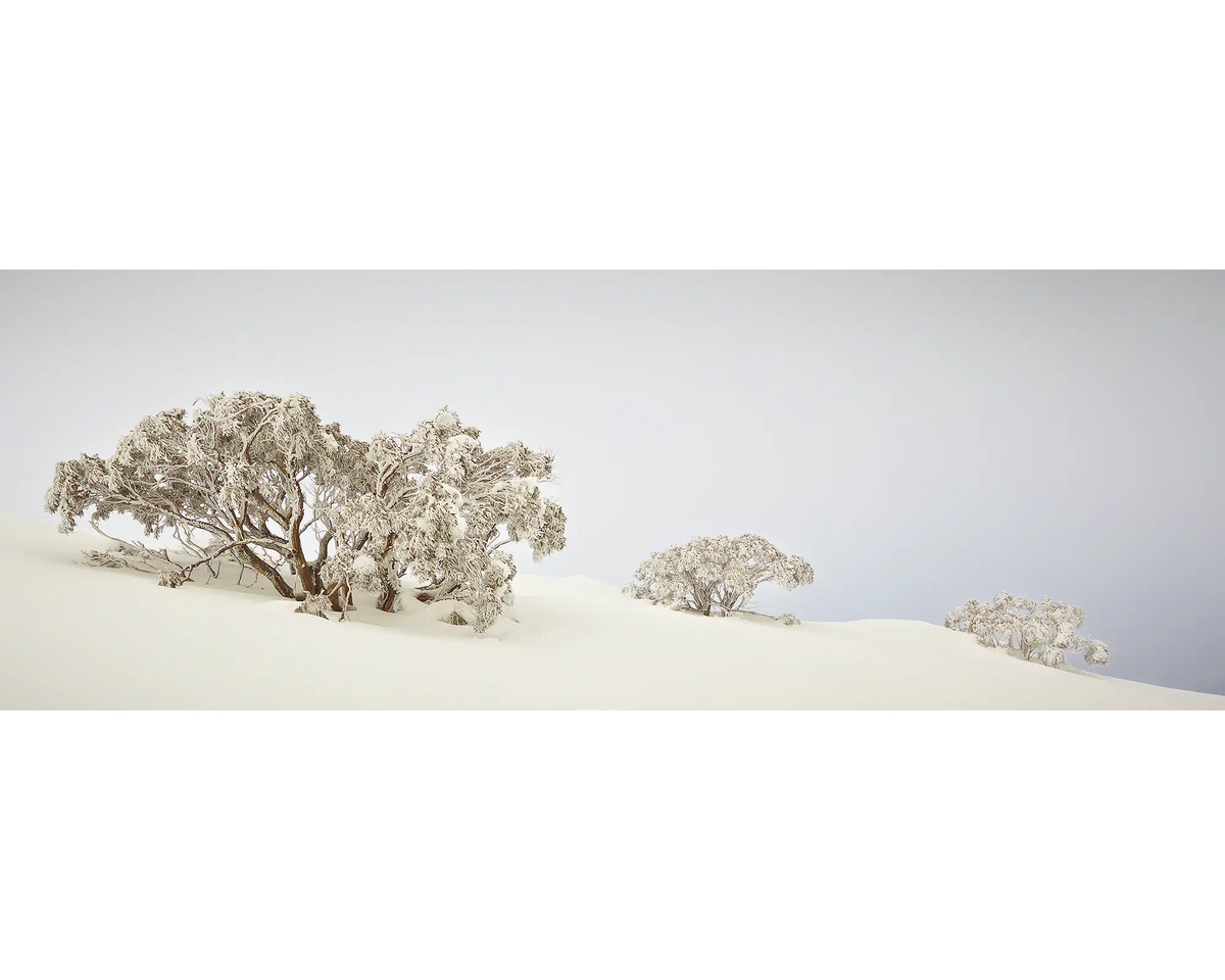 Snow gums buried in the snow at Mount Hotham, Alpine National Park, Victoria.