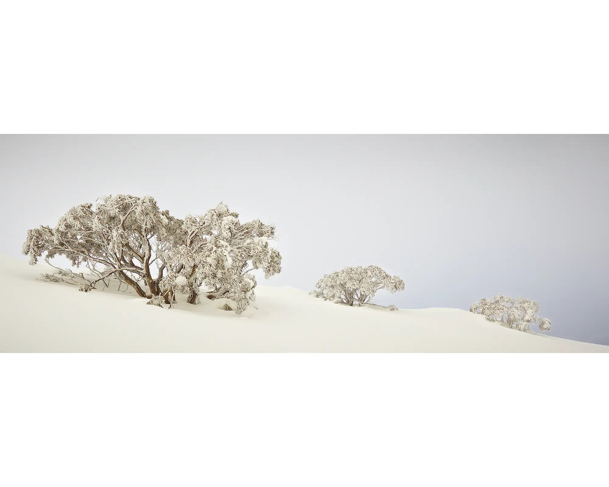 Snow gums buried in the snow at Mount Hotham, Alpine National Park, Victoria.