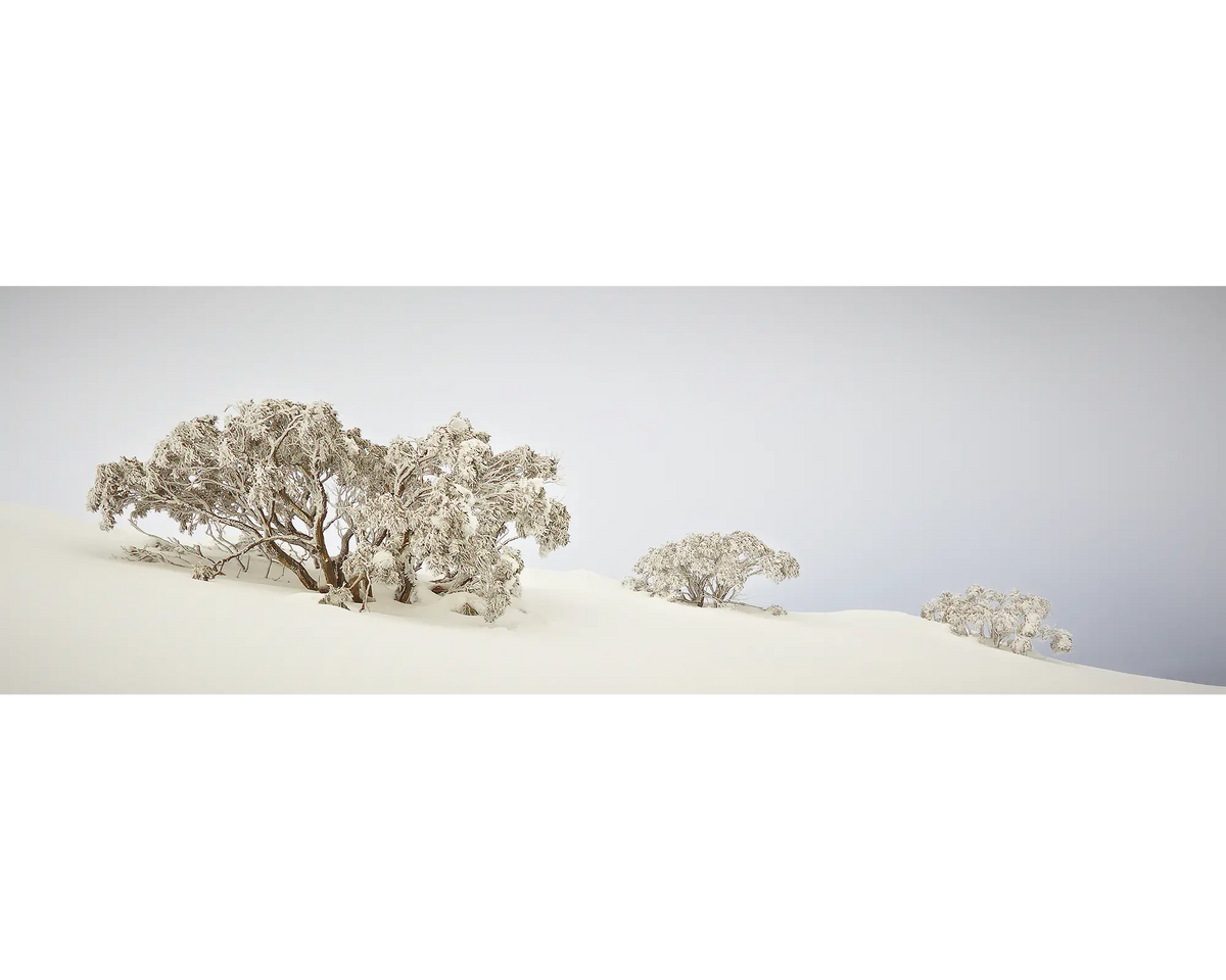 Braving The Elements - winter snow gums, Mount Hotham snow.