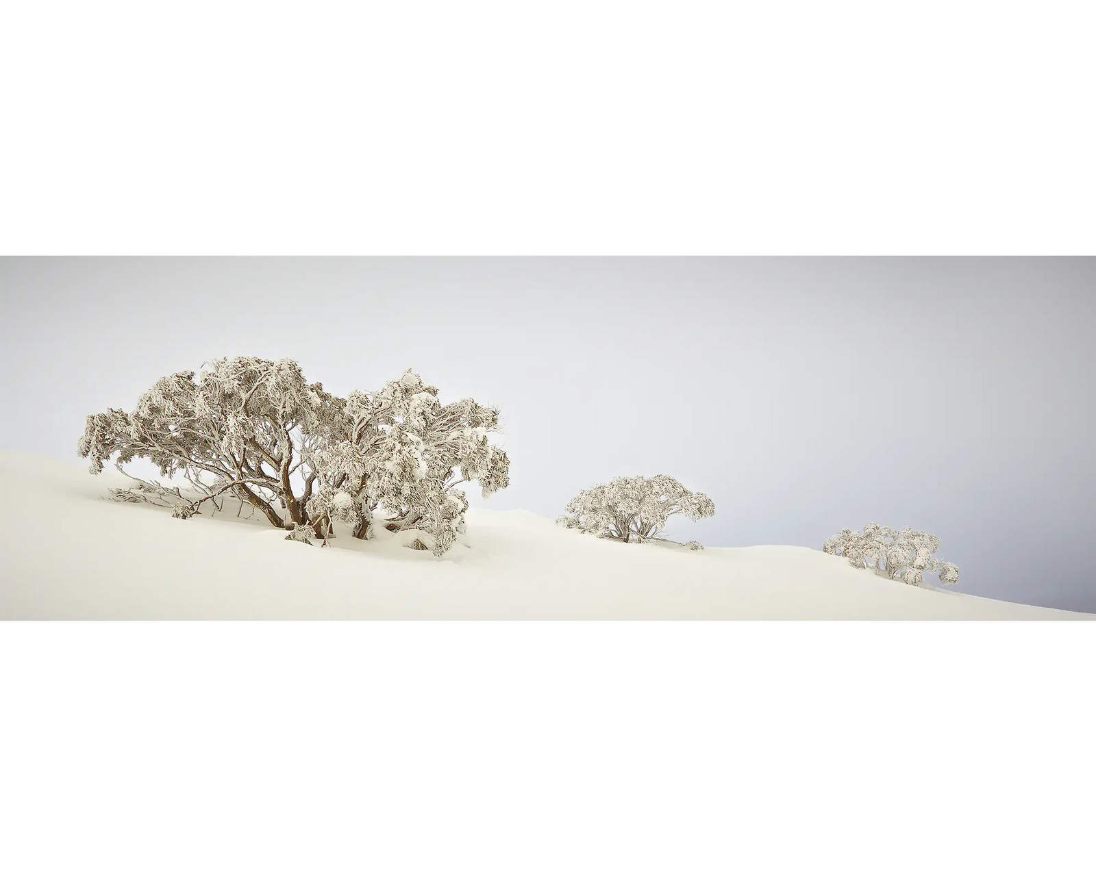 Braving the Elements. Winter snow gums, Mount Hotham, in winter snow.
