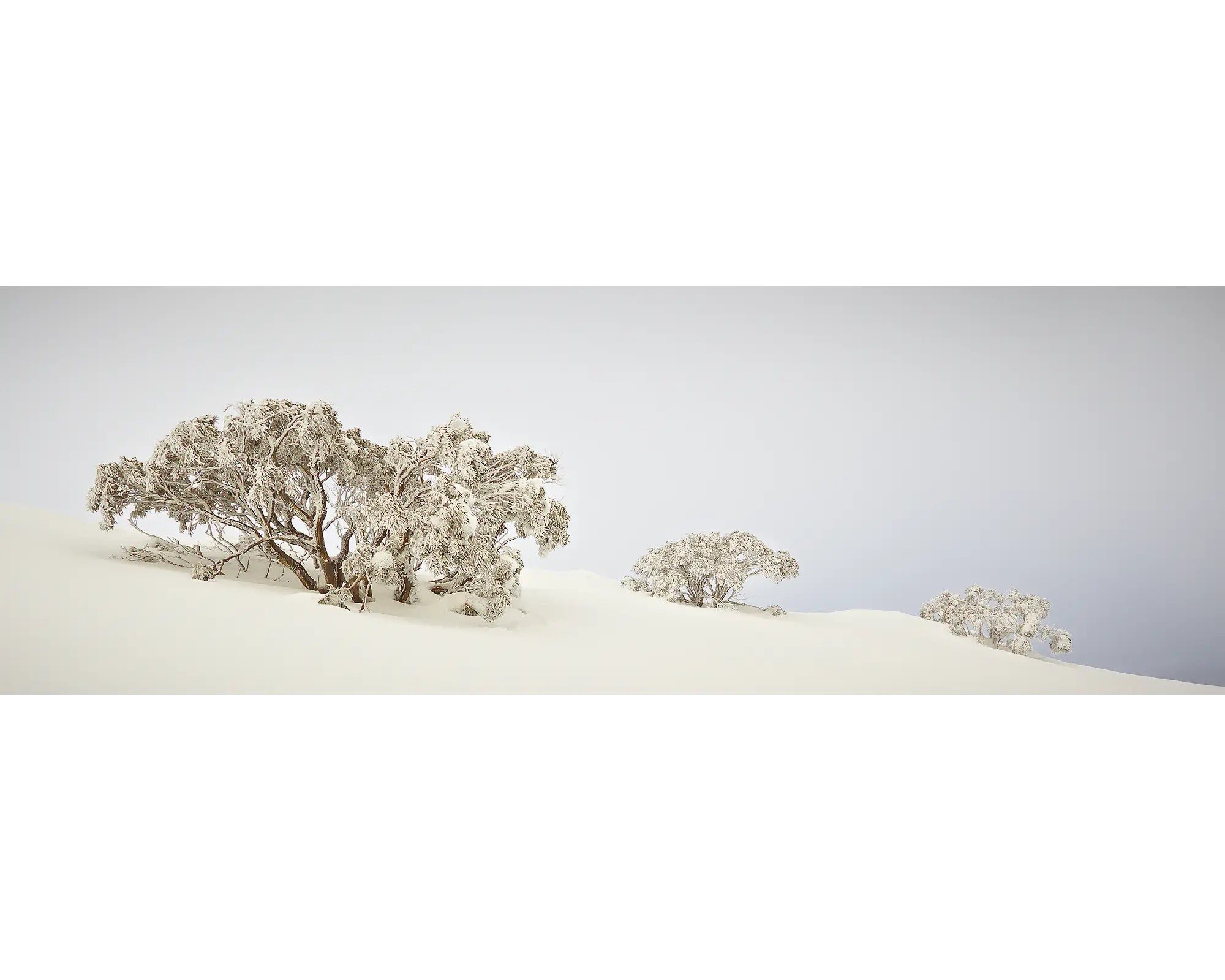 Braving The Elements - winter snow gums, Mount Hotham snow.