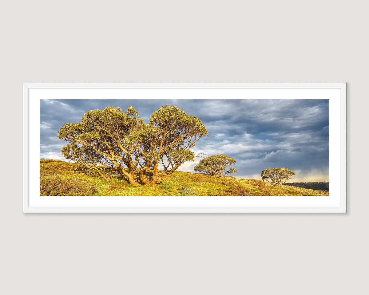 Framed photograph of a trio of snow gums with storm clouds in Summer on Mount Hotham. 