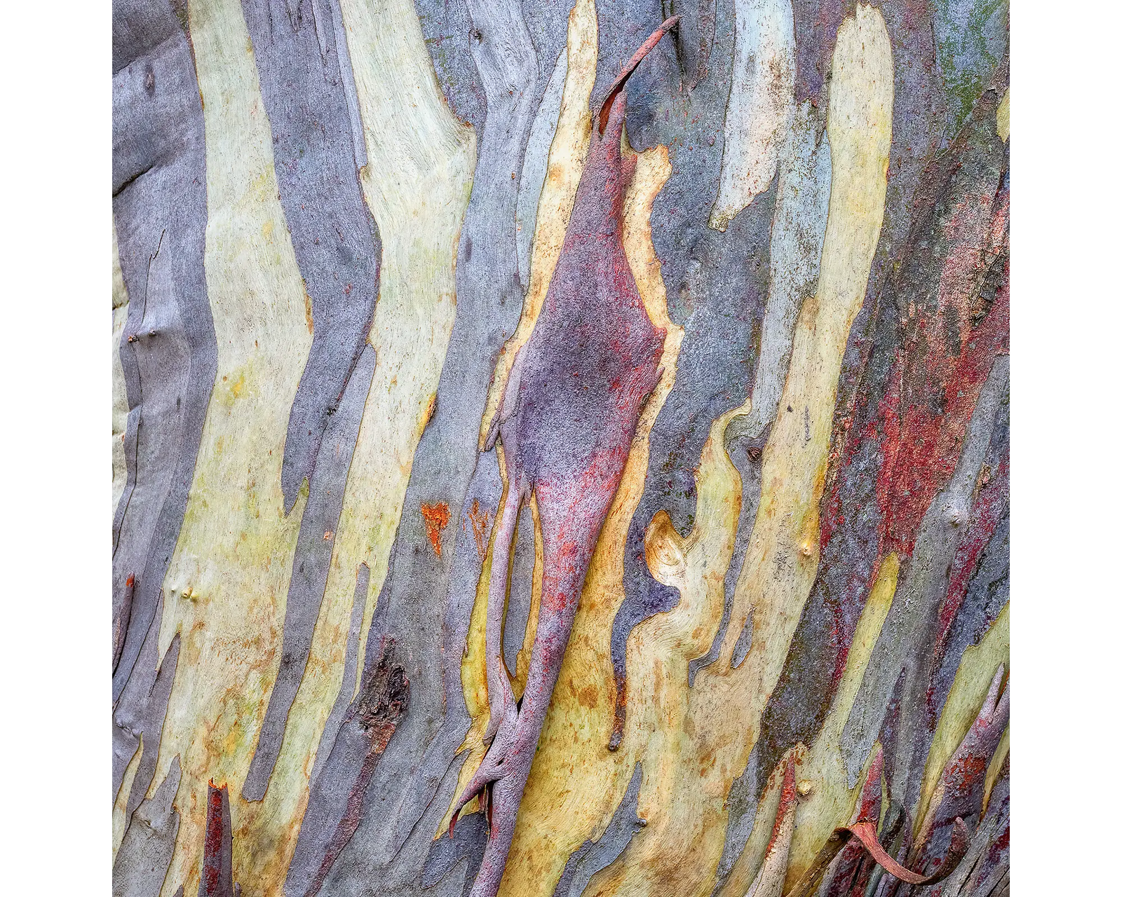 Buller Bark. Patterns and colours of bark on a snow gum at Mount Buller.
