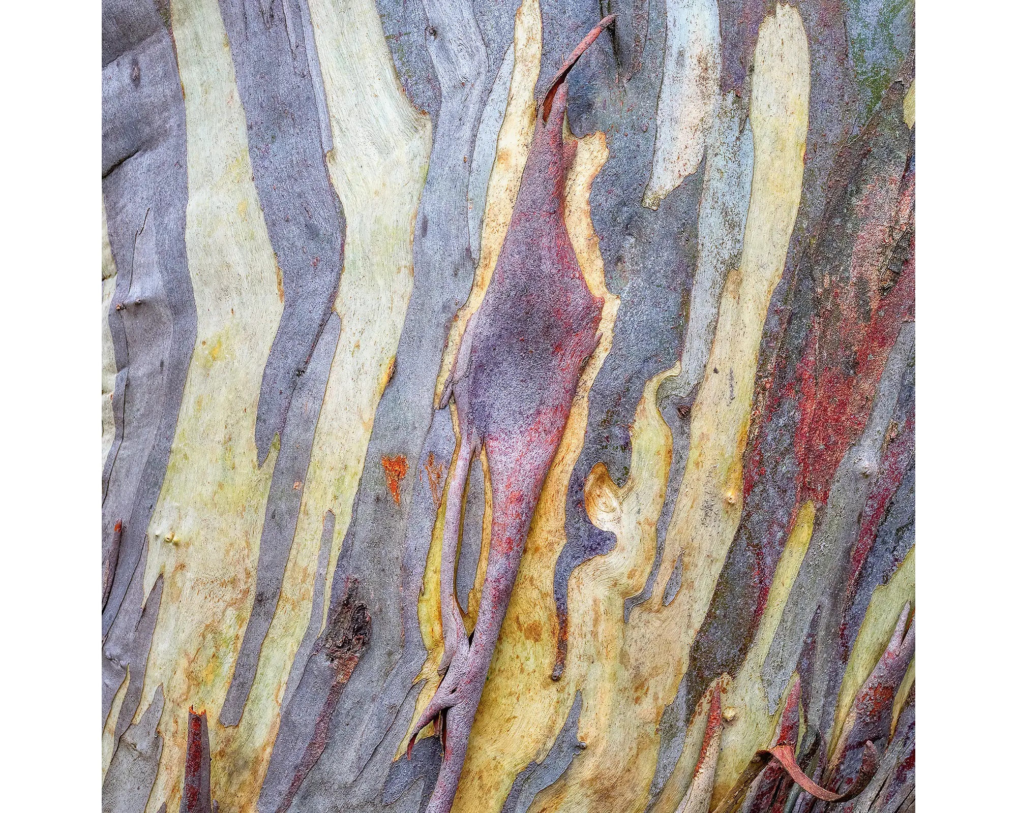 Buller Bark. Patterns and colours of bark on a snow gum at Mount Buller.
