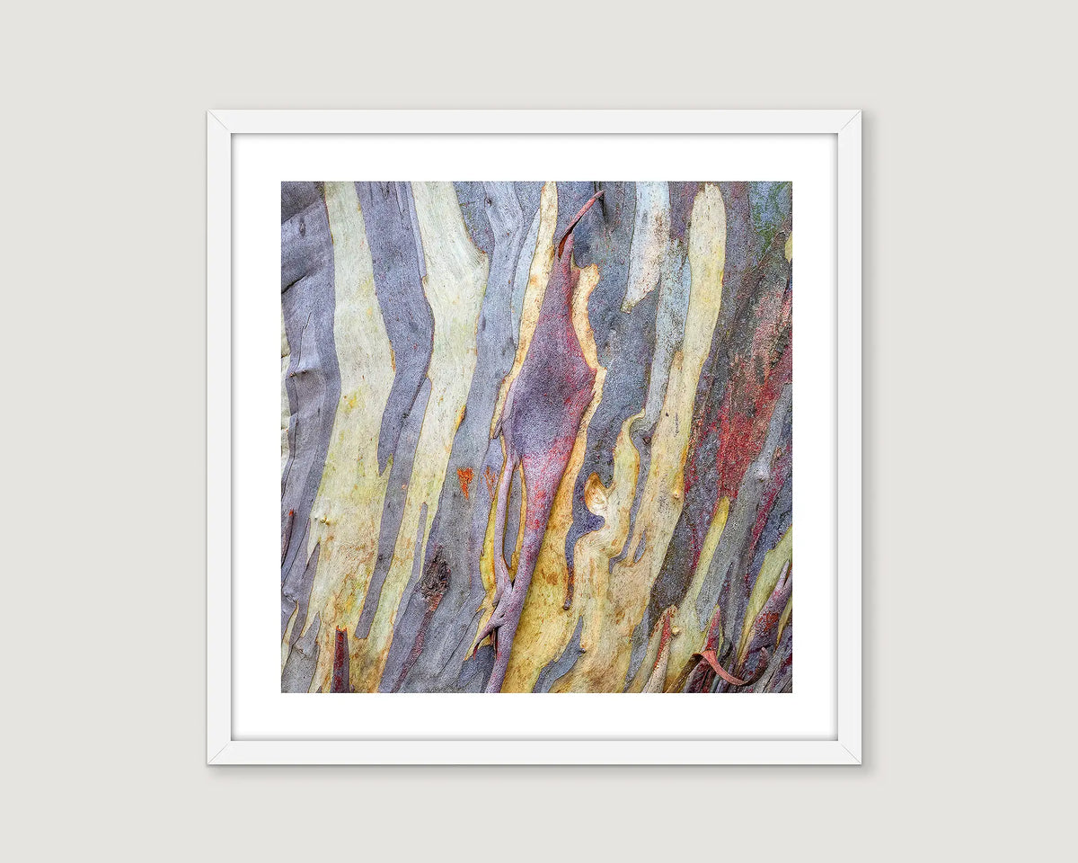 Framed wall art print of an abstract image of the bark of a snow gum on Mount Buller. 