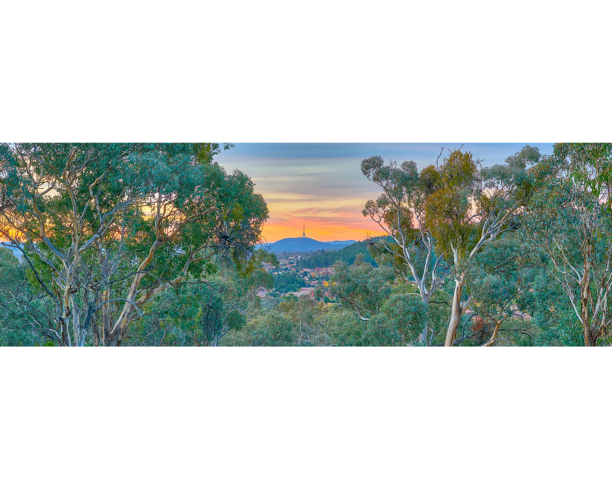 Bush Capital - view through gum trees, Canberra, Australia.