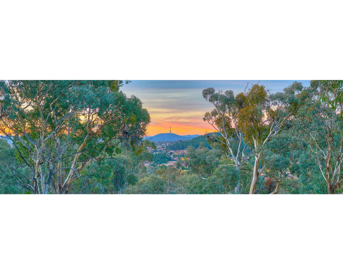 Black Mountain, Telstra Tower, gum trees and Canberra suburbs viewed from Farrer Ridge. 
