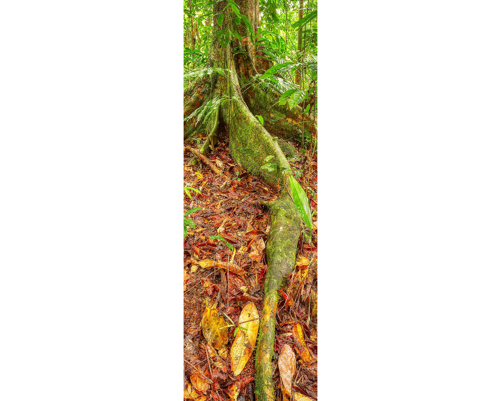 Buttress Root - Daintree National Park, Queensland, Australia.