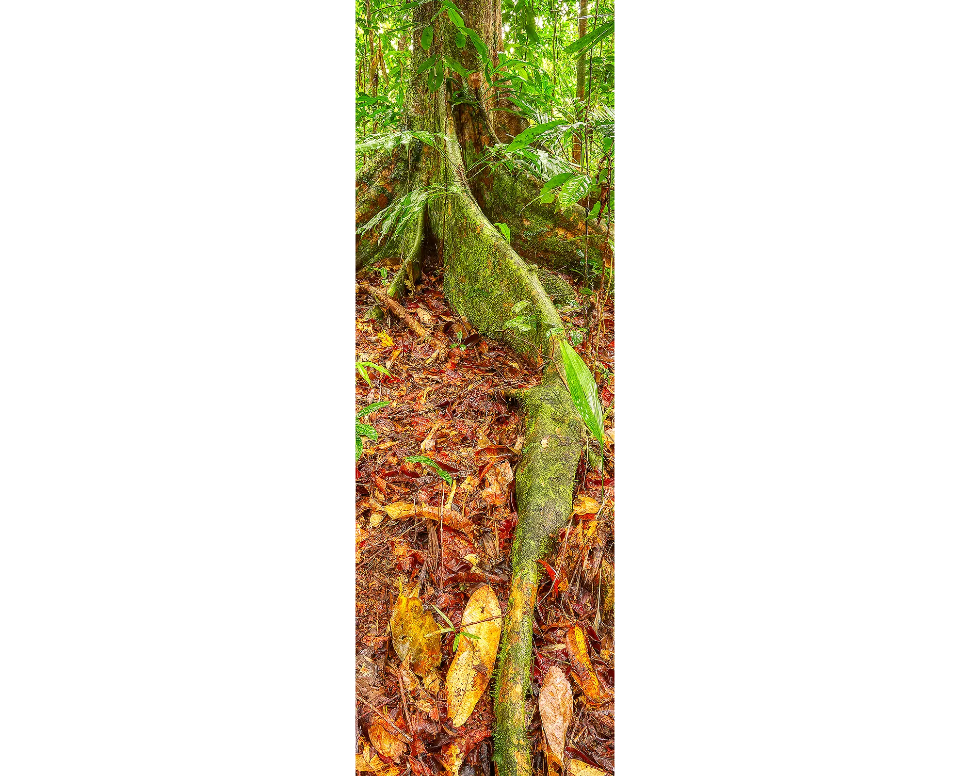 Buttress Root - Daintree National Park, Queensland, Australia.