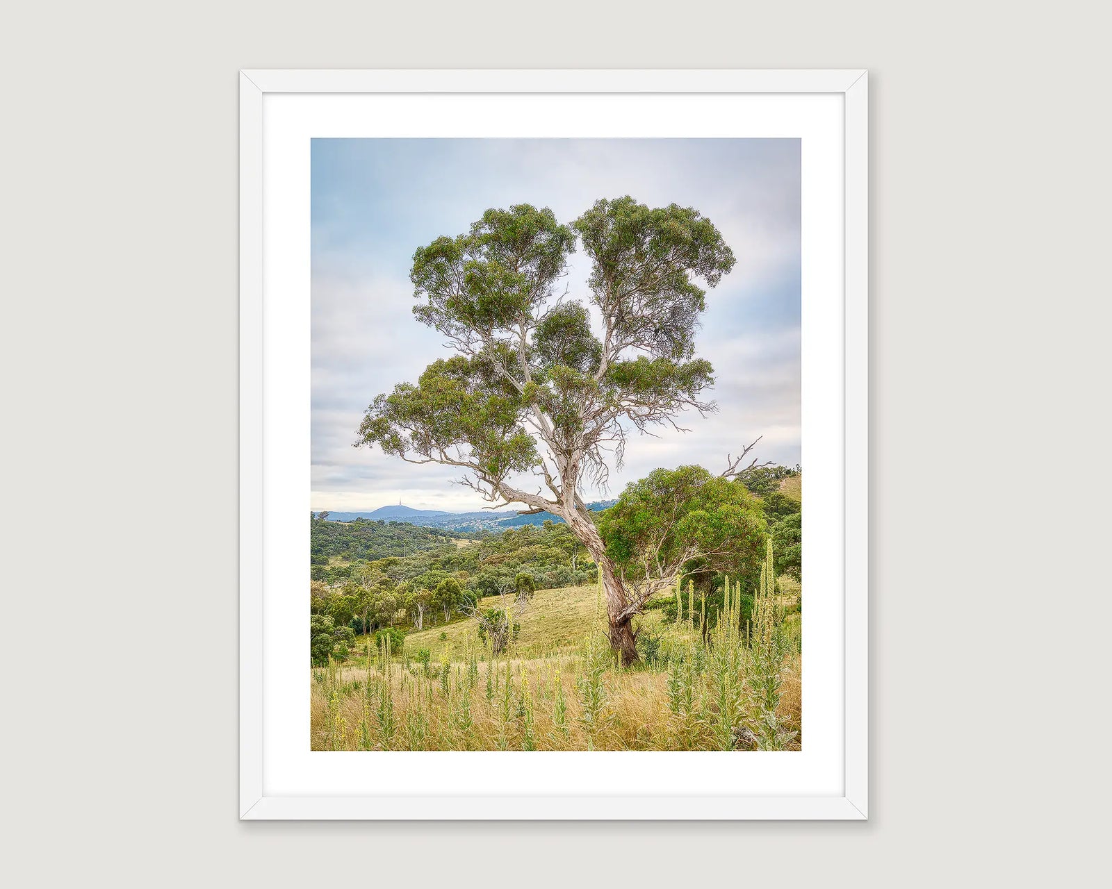 Framed artwork of a gum tree in the Canberra bush with Black Mountain in the background. 