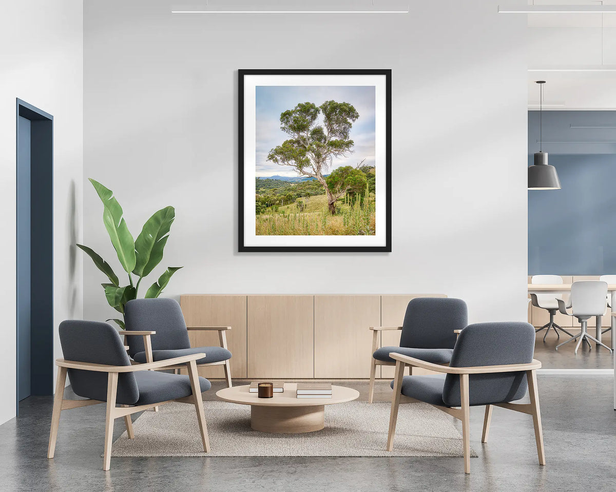 Canberra Hills. Wall art print of a gum tree on Mount Wanniassa, Canberra, with a black frame hung in a reception area. 