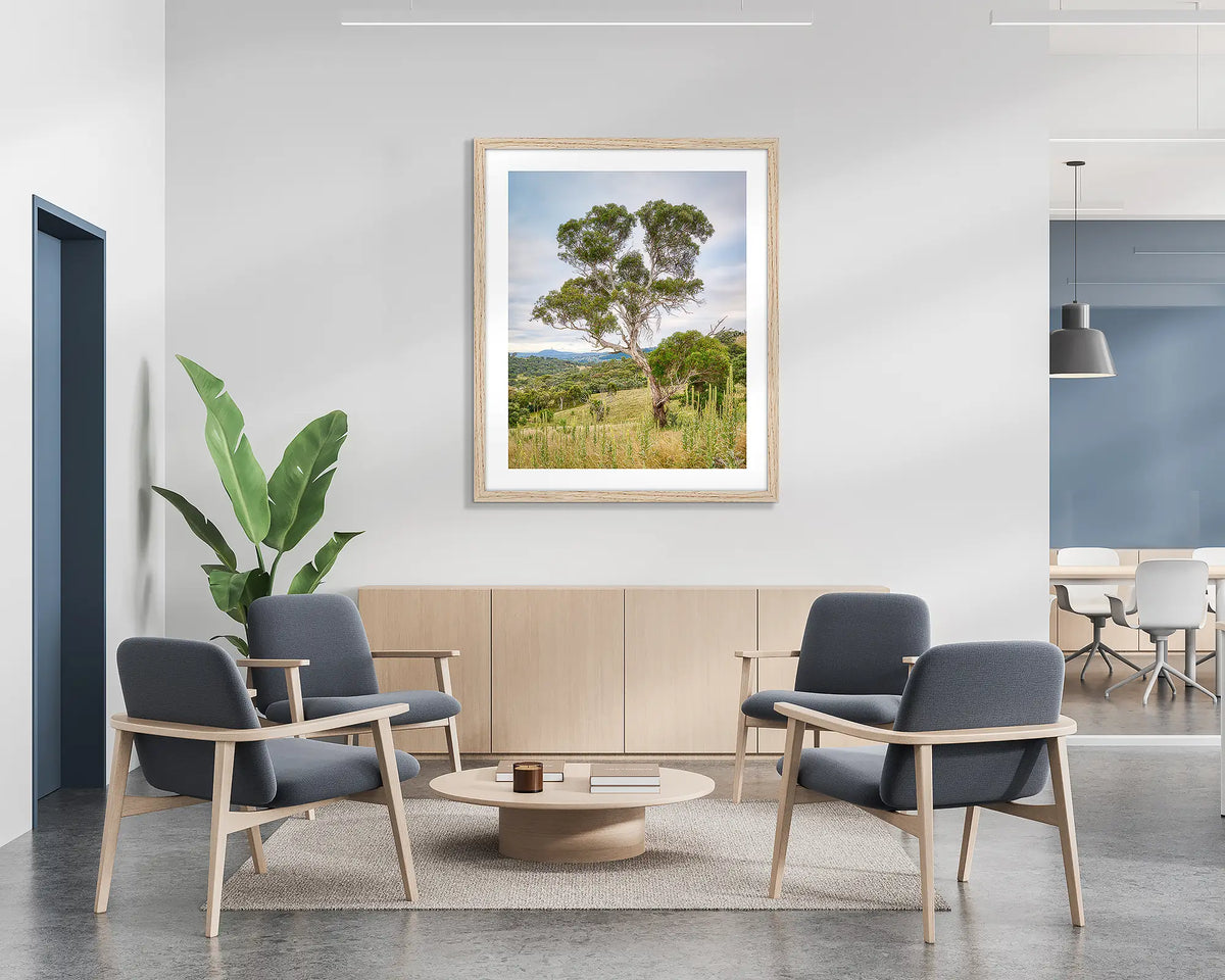 Canberra Hills. Wall art print of a gum tree on Mount Wanniassa, Canberra, with a timber frame hung in a reception area. 