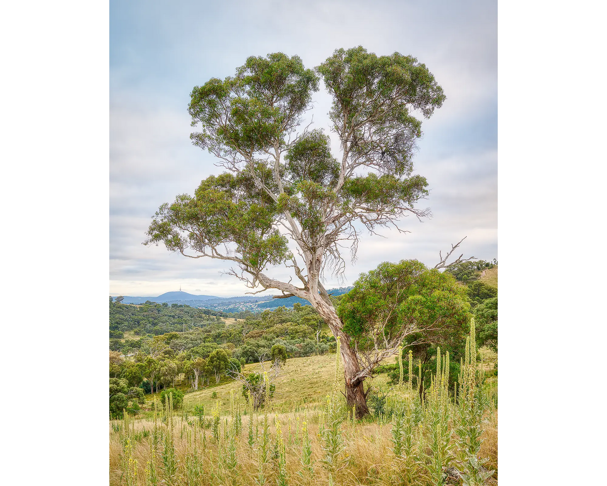 Canberra Hills. Gum trees at Wanniassa Hills Nature Reserve, Australian Capital Territory.