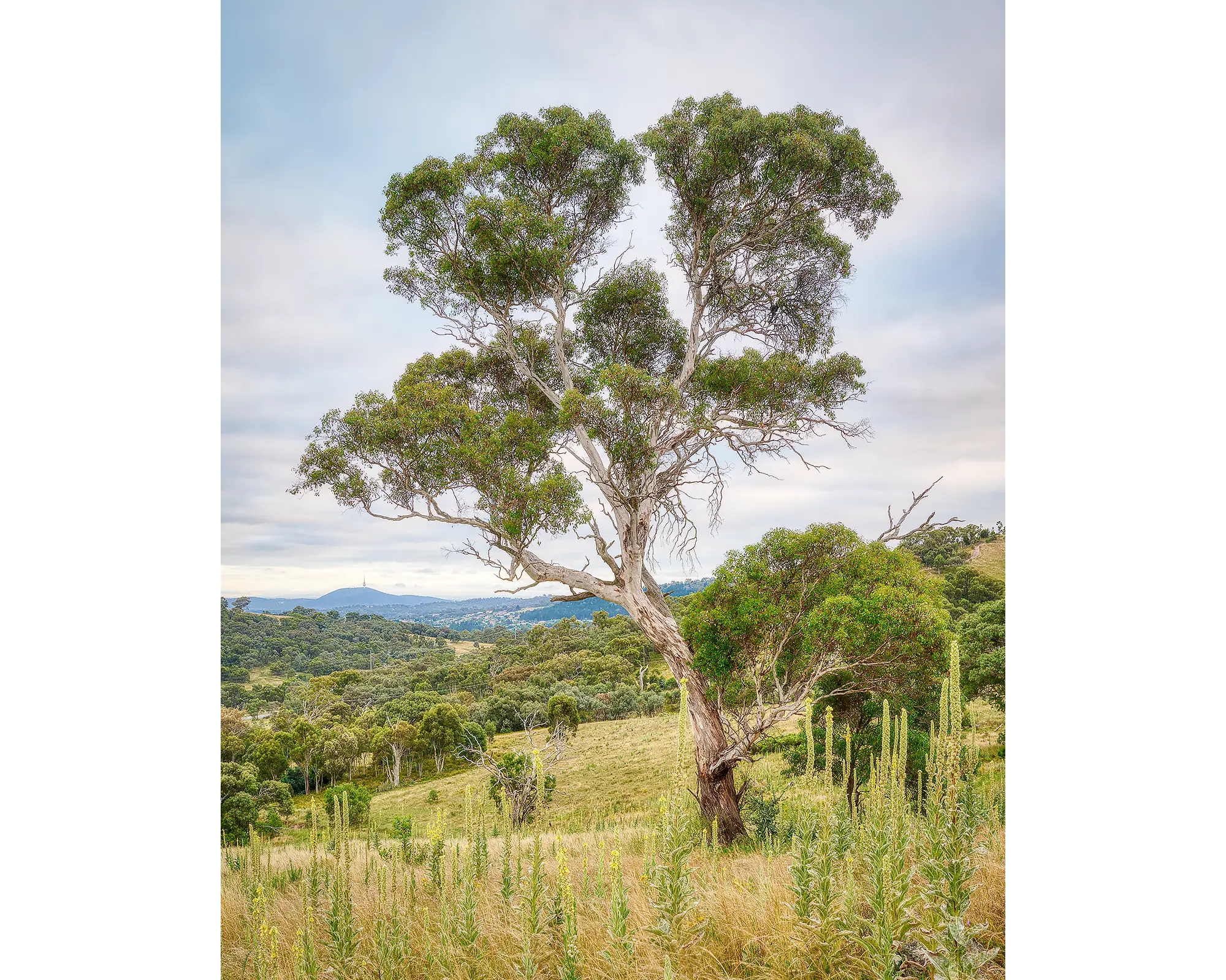 Canberra Hills. Gum trees at Wanniassa Hills Nature Reserve, Australian Capital Territory.