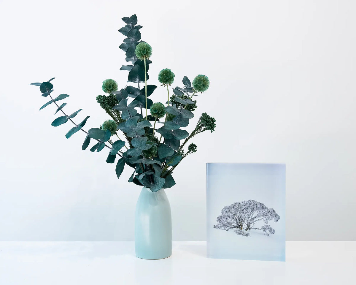 Chilled. Acrylic block of a snow gum in snow, Mount Hotham, on shelf with flower arrangement.