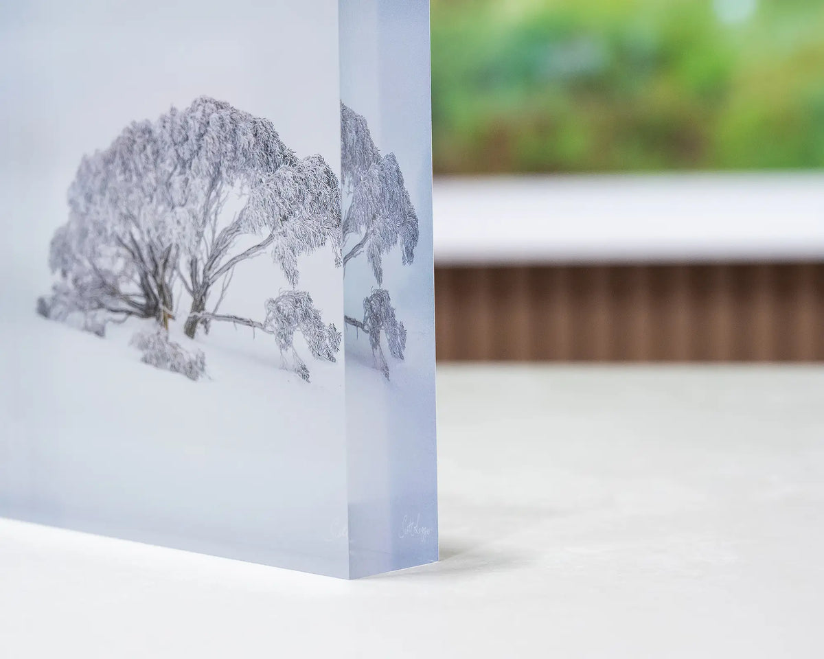 Chilled. Acrylic block of a snow gum in snow, Mount Hotham Victoria, corner side view showing details.
