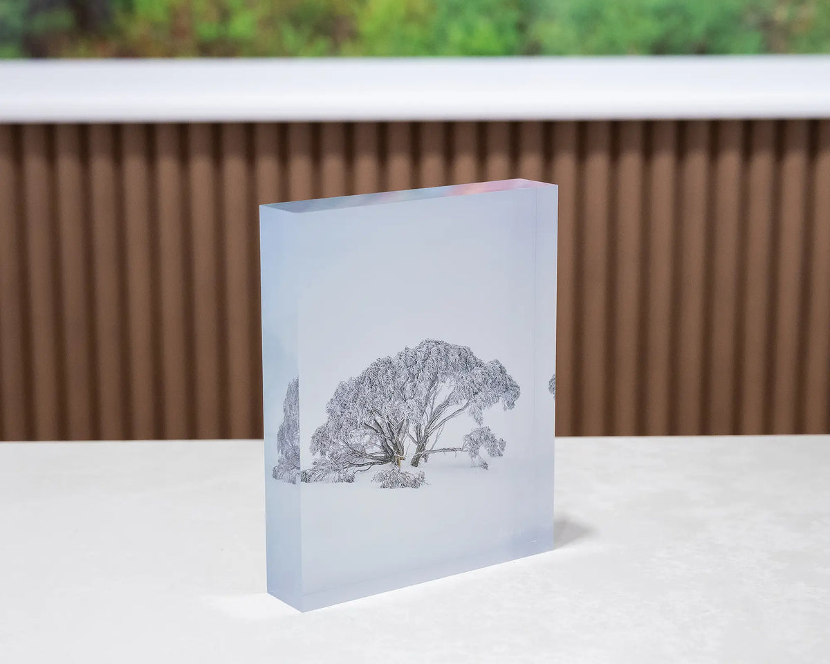 Chilled. Acrylic block of a snow gum in snow, Mount Hotham Victoria, on gallery desk with artwork in backgound.
