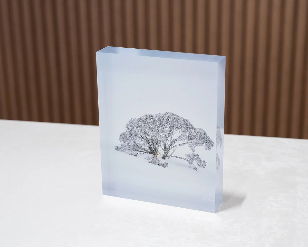 Chilled. Acrylic block of a snow gum in snow, Mount Hotham Victoria, sitting on desk.