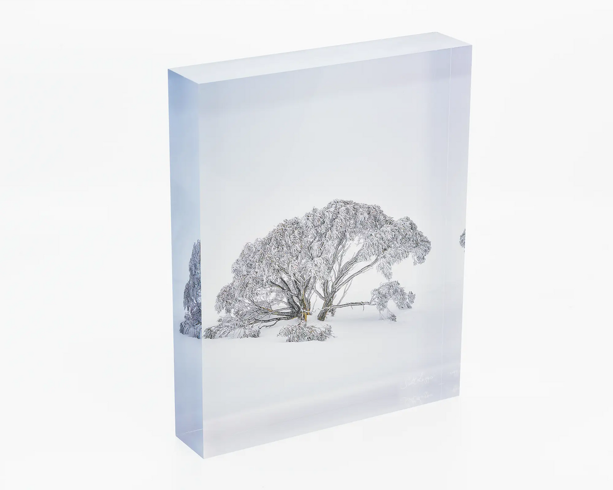 Chilled - Acrylic block snow gum in snow, Mount Hotham