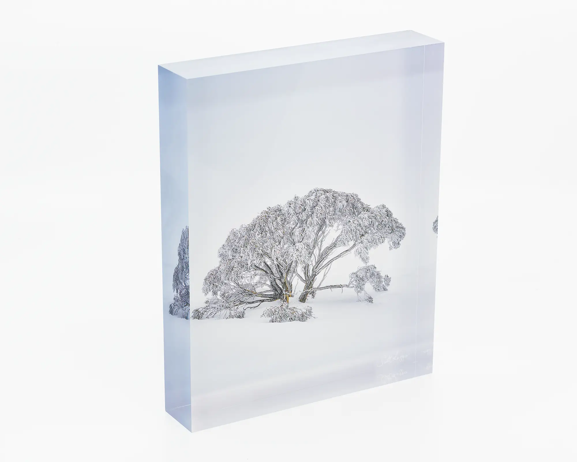 Chilled - Acrylic block snow gum in snow, Mount Hotham