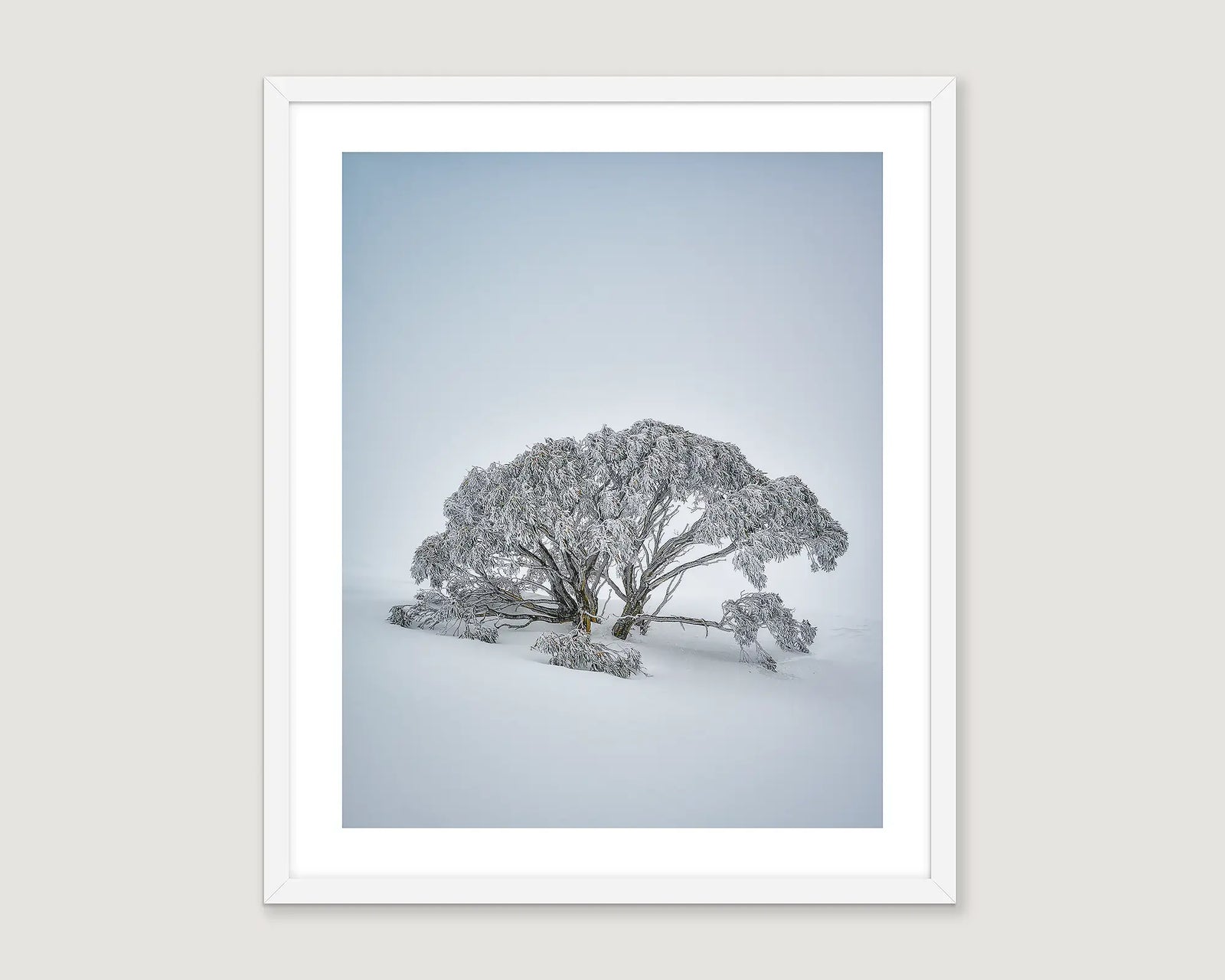 Framed artwork of a solo snow gum  on Mount Hotham, in a snow storm covered in heavy ice. 