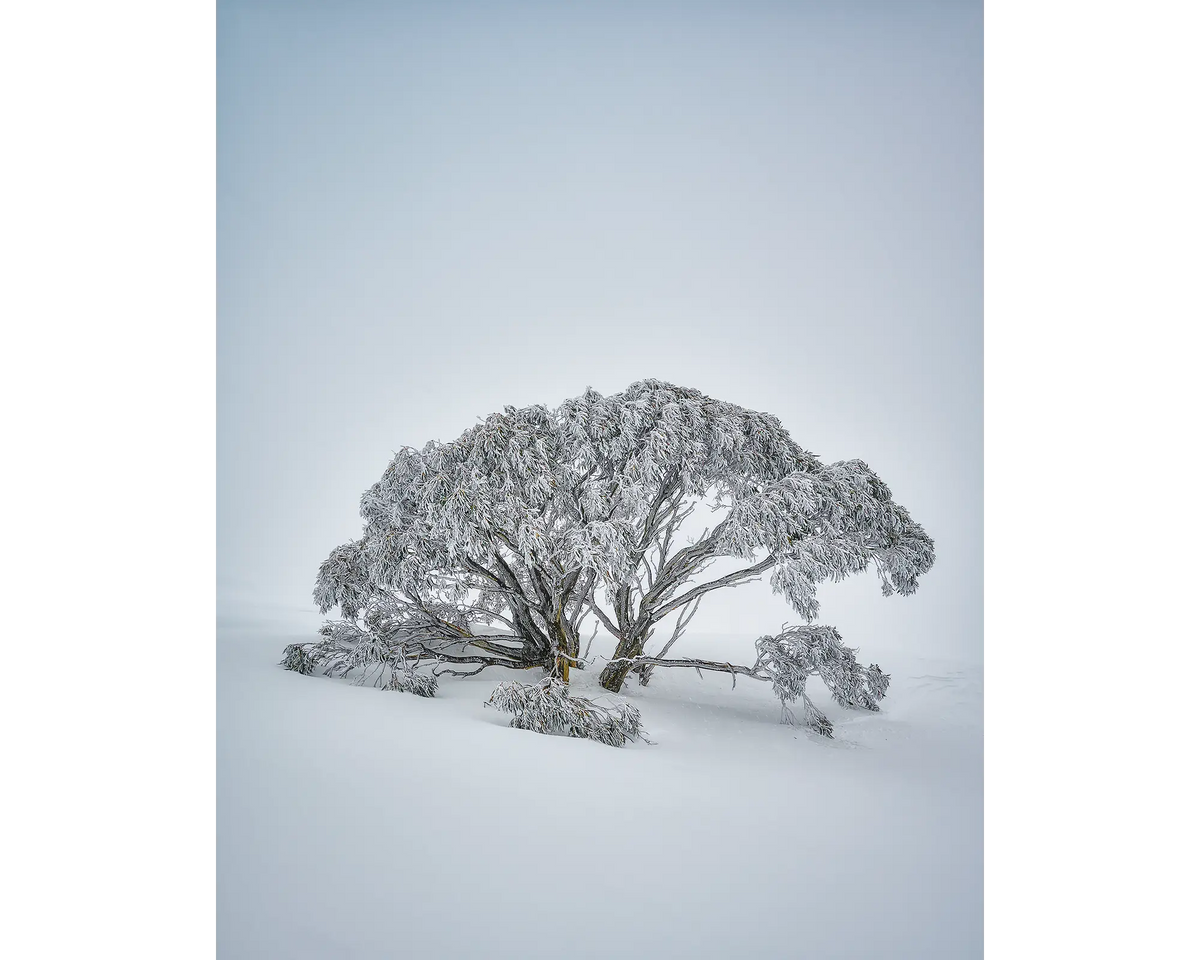 Chilled. Snow gum covered in snow at Mount Hotham.