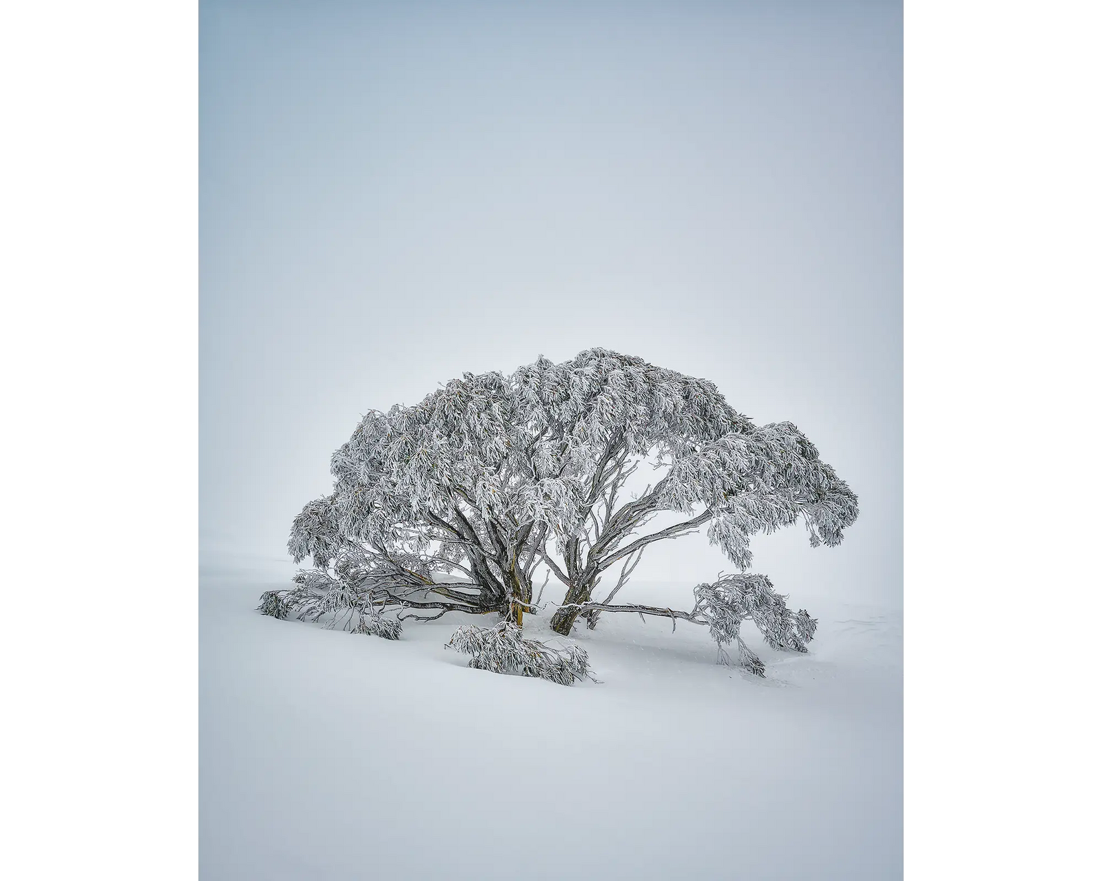 Chilled - Acrylic block snow gum in snow, Mount Hotham
