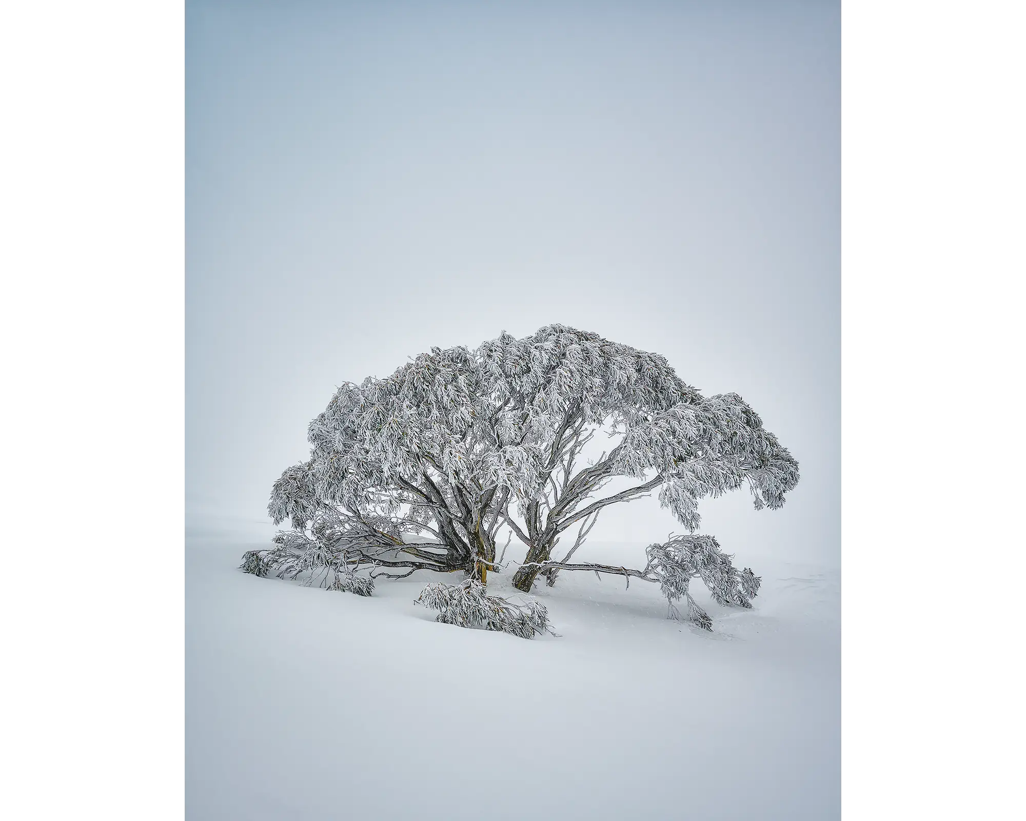 Chilled. Snow gum covered in snow at Mount Hotham.